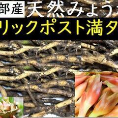黒部産 天然みょうが・ミョウガ・冥加の地下茎10株以上