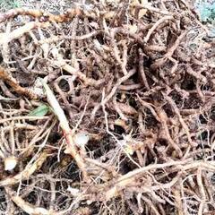 黒部産 天然みょうが・ミョウガ・冥加の地下茎10株以上の画像