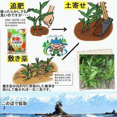 黒部産 天然みょうが・ミョウガ・冥加の地下茎10株以上の画像