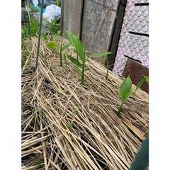 黒部産 天然みょうが・ミョウガ・冥加の地下茎10株以上の画像