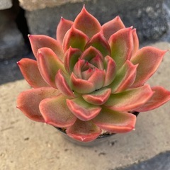 多肉植物　黒バラhyb