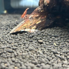 ビー系シュリンプ！