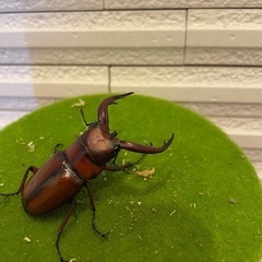 トカラノコギリクワガタ　中之島　ペア　小さめ