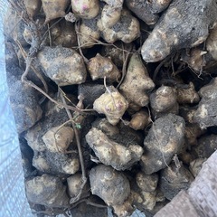 スーパーフード菊芋  1kg 500円の画像
