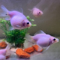 金魚　国産 ミルクピンポンパール（シルクピンポンパール） 残3匹