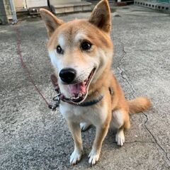 柴犬８歳オス