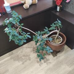 観葉植物