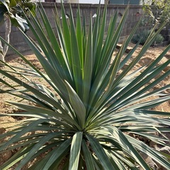 観葉植物