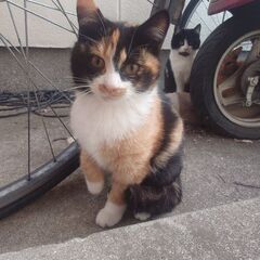 美人な三毛猫ちゃん６ヶ月