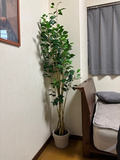 NITORI ニトリ　観葉植物