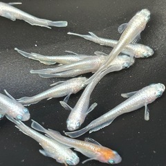 レッドクリフの白い子　全部