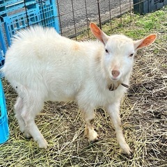 ヤギ飼いさん、ヤギ好きさんを募集してます🐐 - メンバー募集