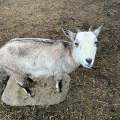 ヤギ飼いさん、ヤギ好きさんを募集してます🐐 − 愛媛県