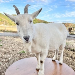 ヤギ飼いさん、ヤギ好きさんを募集してます🐐 - 友達