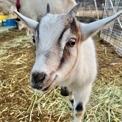 ヤギ飼いさん、ヤギ好きさんを募集してます🐐 - 北宇和郡