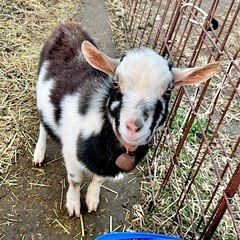 ヤギ飼いさん、ヤギ好きさんを募集してます🐐