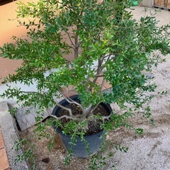 オリーブの鉢植えの画像