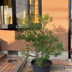 オリーブの鉢植えの画像