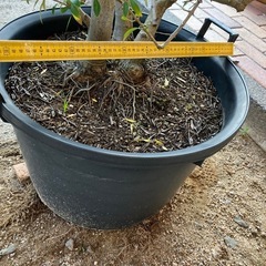 オリーブの鉢植えの画像
