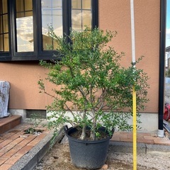 オリーブの鉢植え