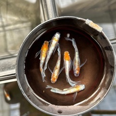 メダカ年末セール開催中！