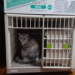 犬猫飼育ゲージ　アイリス大山　660サイズ