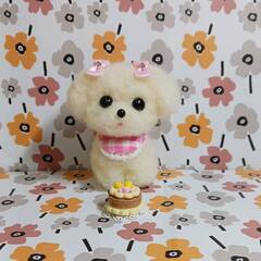 お誕生日ケーキ付き小さなマルチーズちゃん　ケーキ付き　ピンクチェック