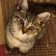 子猫の里親募集　人慣れ抜群のキジトラの女の子です。とっても可愛いです。