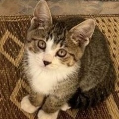 人慣れ抜群のキジシロの男の子の子猫ちゃんの里親募集。とても可愛いです。
