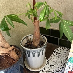観葉植物　2点