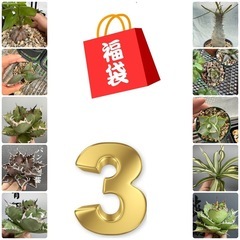 塊根　アガベ　福袋