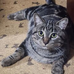 アメショー柄の優しい男の子