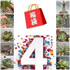 アガベ　塊根　福袋