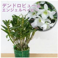 エンジェルベービー鉢植え