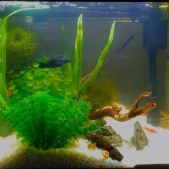 金魚やメダカなどのアクアリウム − 愛知県