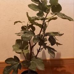 フェイクグリーン　人工観葉植物の画像