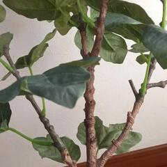 フェイクグリーン　人工観葉植物の画像