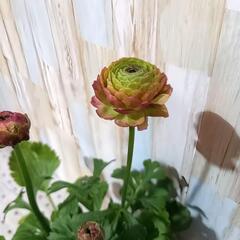 ラナンキュラス ラックス アラクネJr