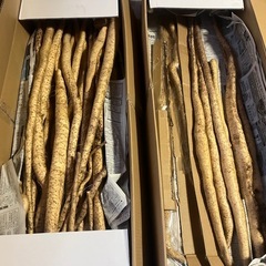 七谷産 自然薯 2000円/1kg 栽培モノ じねんじょ