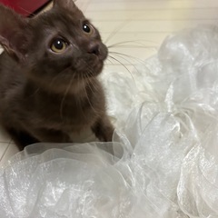 決定　チョコ色のチョコ