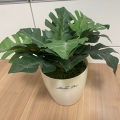 観葉植物フェイクグリーンの画像