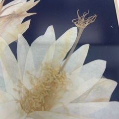 押し花　額入りの画像
