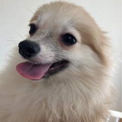 ポメラニアン♂ 甘えん坊な男の子‼️
