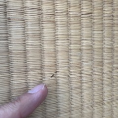 【譲ります】本物の和畳 1畳の画像