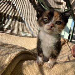 お家が決まりました！ありがとうございます