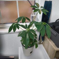 【引越処分】カポック 鉢含め40cm程度