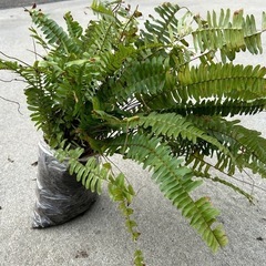 ③　今だけ100%OFF 可愛い　タマシダ植物　0円