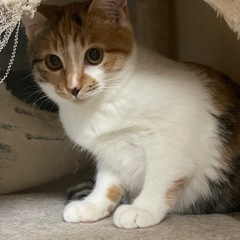 仲良しりんご猫の兄妹　4ヶ月