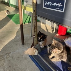 お家が決まりました　ありがとうございます