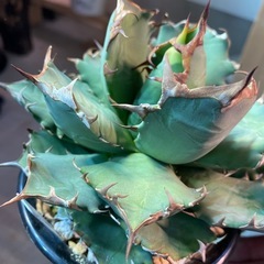 アガベ　チタノタ　姫厳竜
の画像